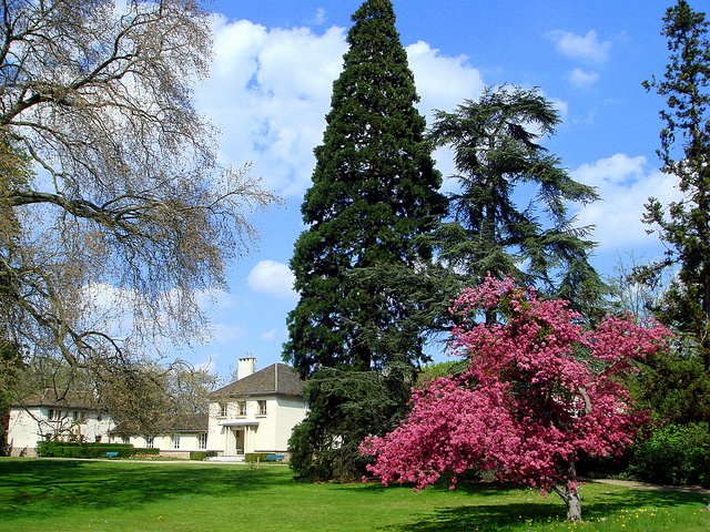 Sequoiadendron et pommier fleur